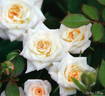 Milky Way rose photo