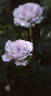 Asakiyumemishi rose photo