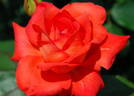 Hanakagari rose photo