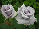 Omoide rose photo