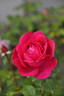 La Reine Marie-Antoinette rose photo