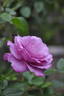 La Comte Fersen rose photo