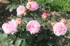 Гурзуф rose photo