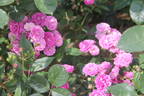Werner von Blon rose photo