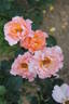 Jean de Bohême® rose photo
