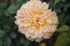 Janet Inada rose photo