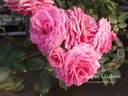 Arunima rose photo