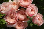 Tamaki rose photo