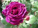 Mikamo rose photo