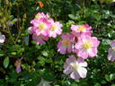 Sakuragi rose photo