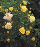 Hohoemi rose photo