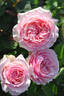 Haruno rose photo