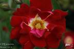 Chewresolute rose photo