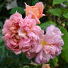 Coffee Rumba rose photo