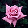 Murasaki-no rose photo