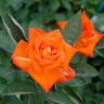 Tsurumi '90 rose photo