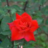 Kibune rose photo