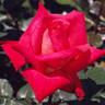 Kurama rose photo