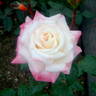 Oharame rose photo