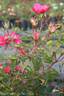 Matchpoint rose photo