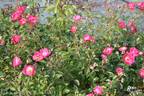 Matchpoint rose photo