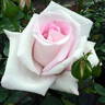 Hanayome rose photo