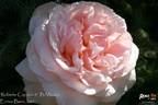 Roberto Capucci ® rose photo