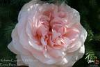 Roberto Capucci ® rose photo