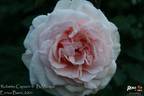 Roberto Capucci ® rose photo