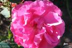 Ruhm von Steinfurth rose photo