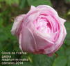 Gloire de France rose photo