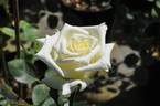 Shirakawa rose photo