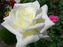 Snow Dolphin rose photo