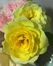 Sunlight Romantica rose photo