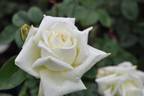 White Cat rose photo