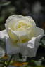 Masayuki rose photo