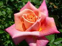 Sagano rose photo