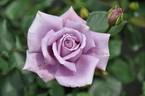 Fujimusume rose photo