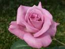 Purple Rain rose photo