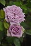 Blue Romanesque rose photo