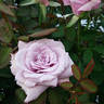 Blue Period rose photo