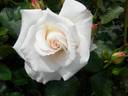 June Bride rose photo