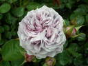 Magenta Quartz rose photo
