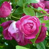 Apple Seed rose photo