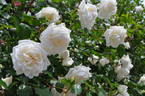 Sinsetsu rose photo