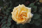 Golden River rose photo