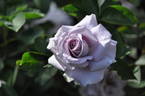 Sumire-no-Oka rose photo