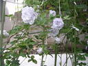Sumire-no-Oka rose photo