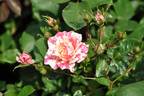 Baby Zebra rose photo