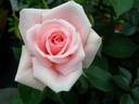 Sayokyoku rose photo